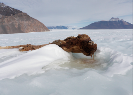 Antarctica Dry Valleys Seal Paul Rose