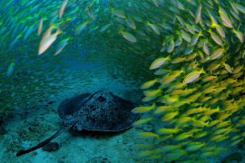 A marbled ray glides through a technicolor swirl of Bengal snappers in the waters off of Mahé, the largest island of Seychelles.