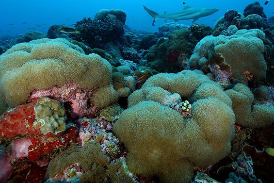 A blacktip reef shark patrols a healthy coral community in the outer Seychelles islands.