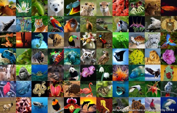 Global Biodiversity Festival 2020