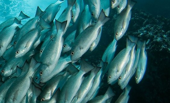 Fish in Malpelo