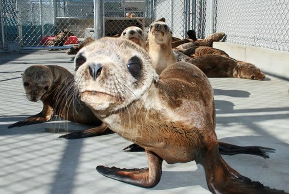 Sea Lion Crisis 2015